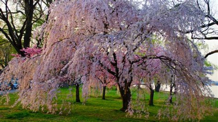 What month do weeping cherry trees bloom?