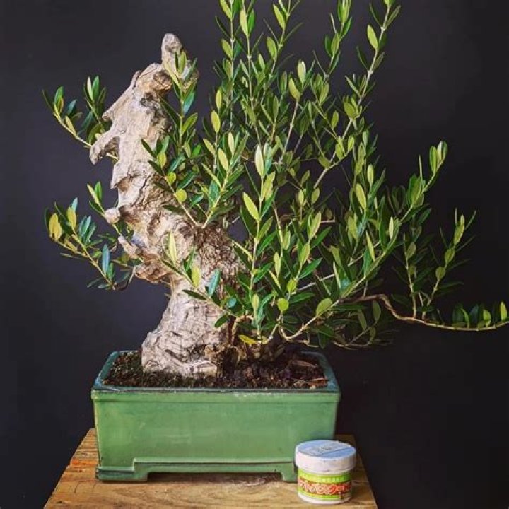 What month do you feed bonsai?