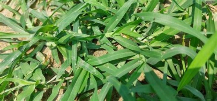 What month do you kill crabgrass?