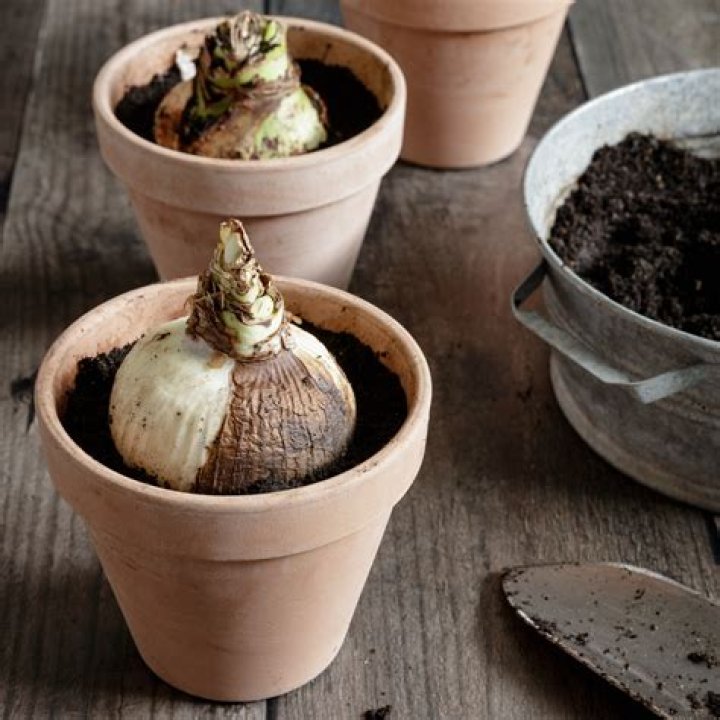 What month do you plant amaryllis bulbs?