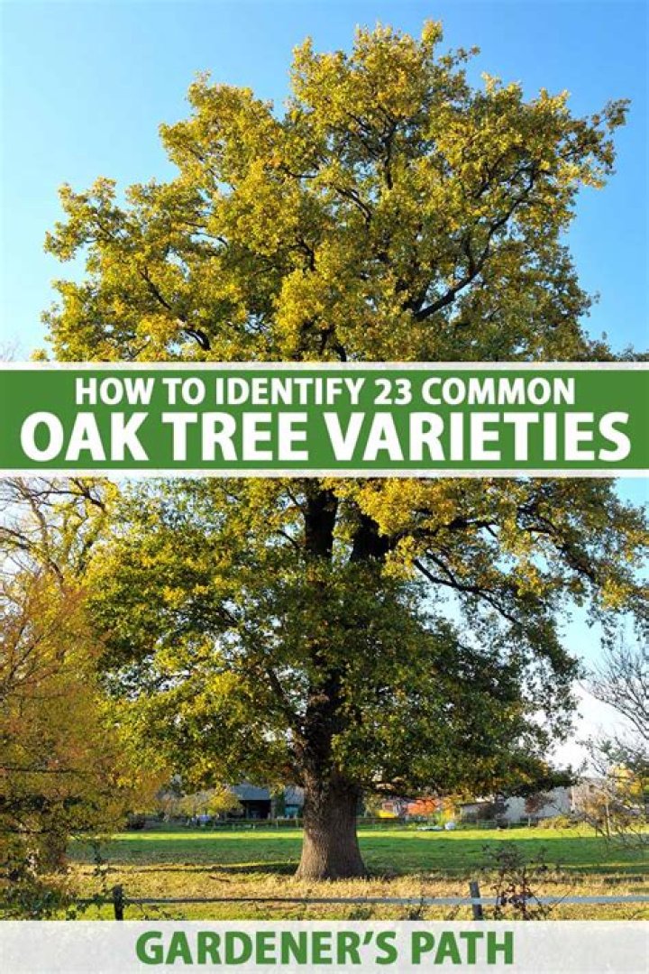 What oak trees are native to Oklahoma?