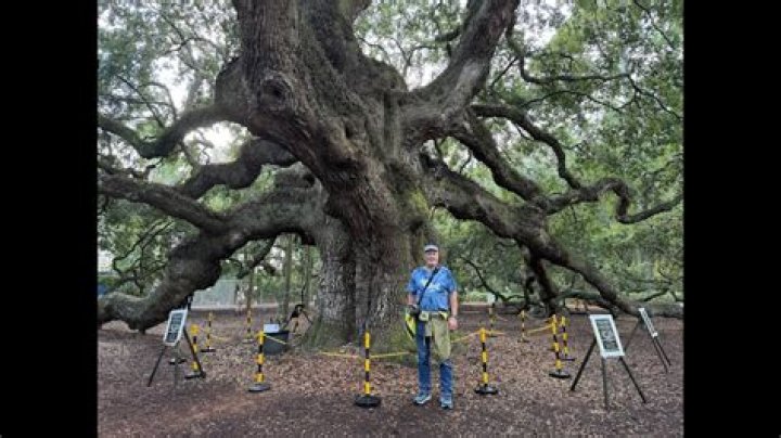 What oak trees get the biggest?
