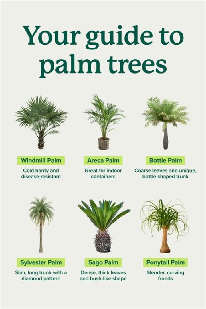 What palm trees are good for outside?