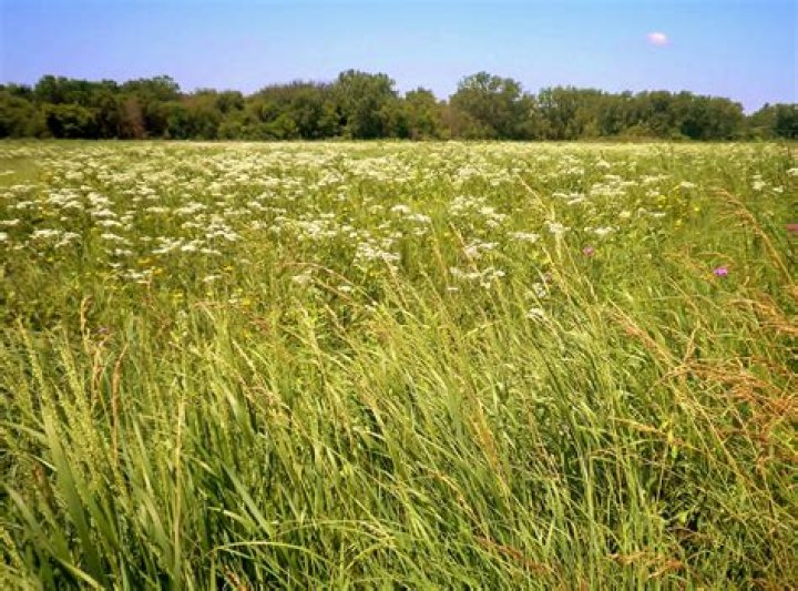 What part of the US was tall grass prairie?
