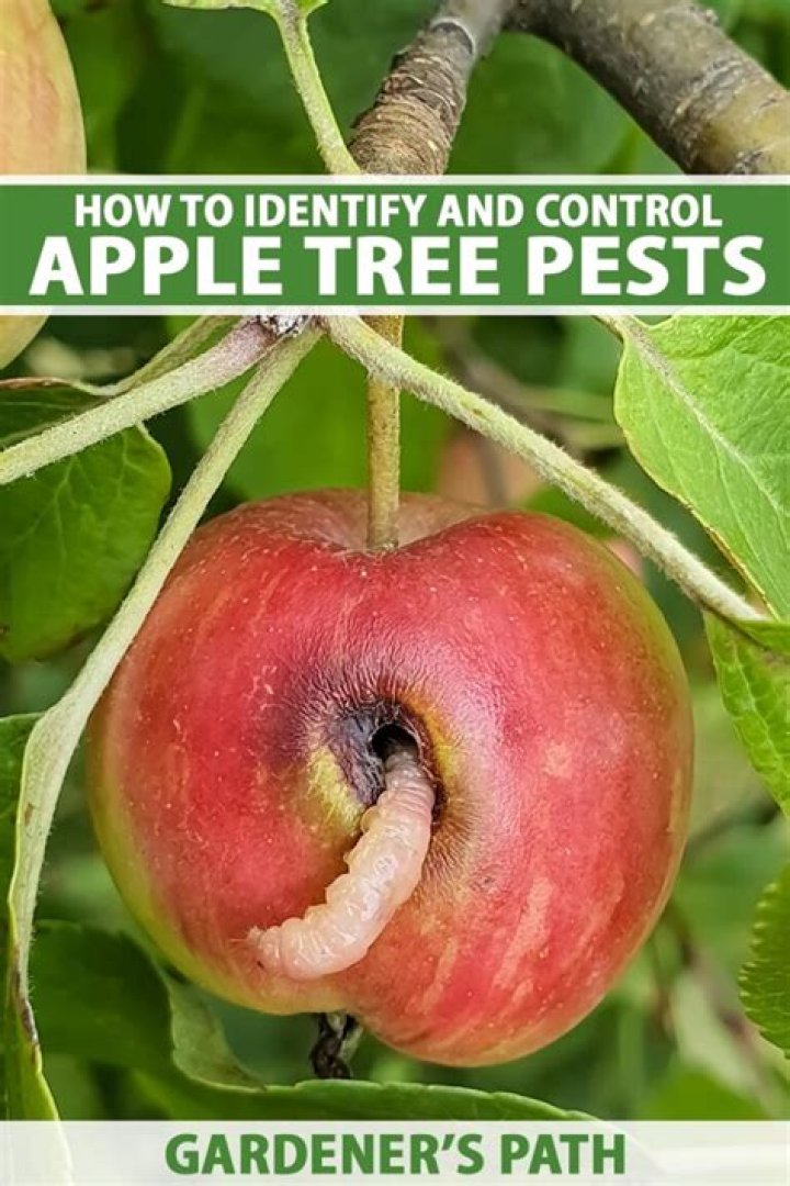What pests do fruit trees attract?