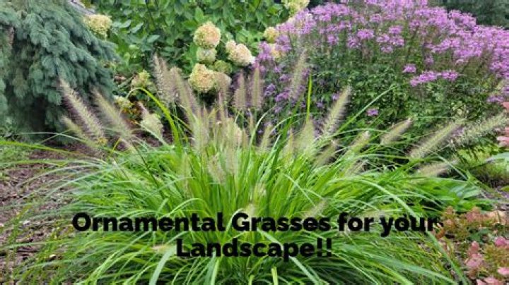 What pH do grasses prefer?