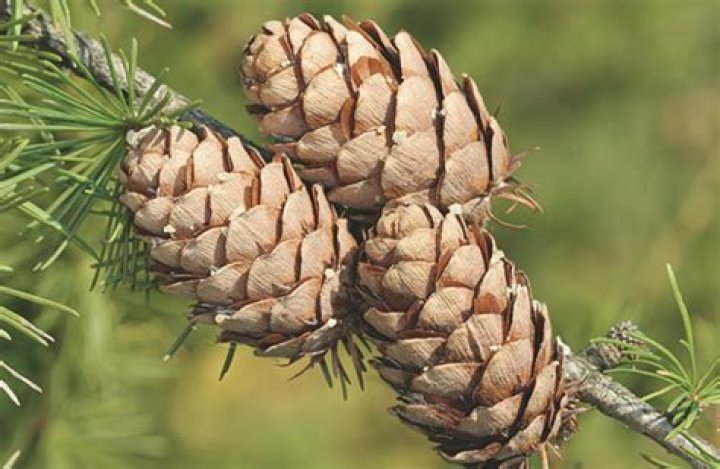 What pine tree has red cones?