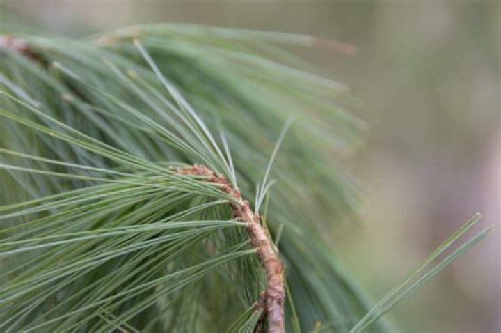 What pine tree has twisted needles?