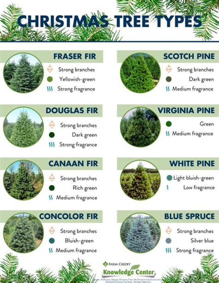What pine tree makes the best Christmas tree?