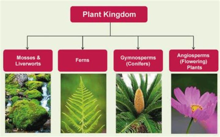 What plant group are trees in?