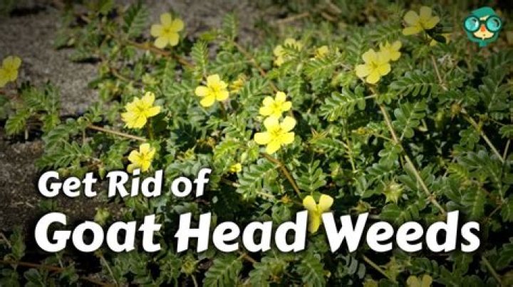 What plant has goat heads?