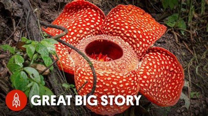 What plant has the biggest flower?