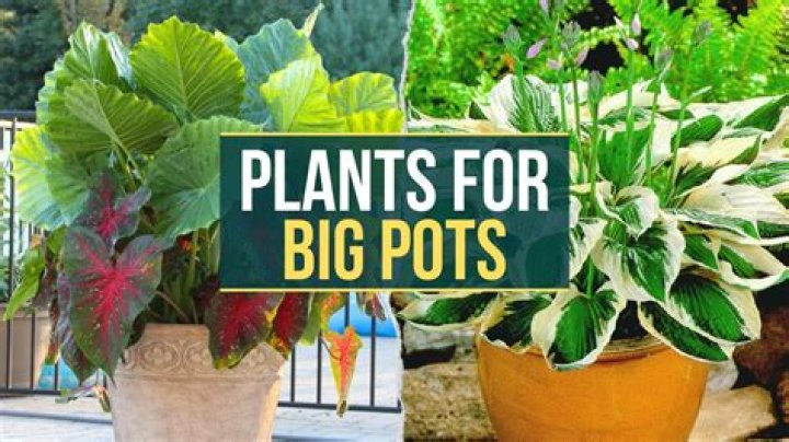 What plant is good for big pots?
