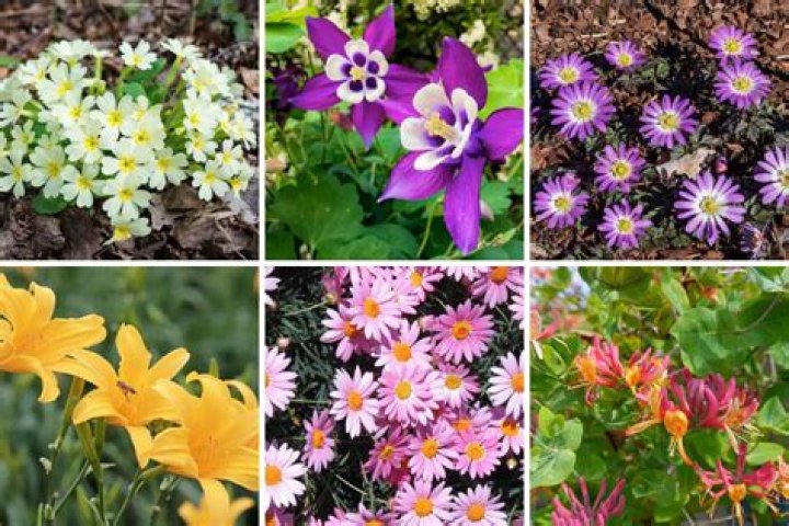 What plants can go outside in summer?