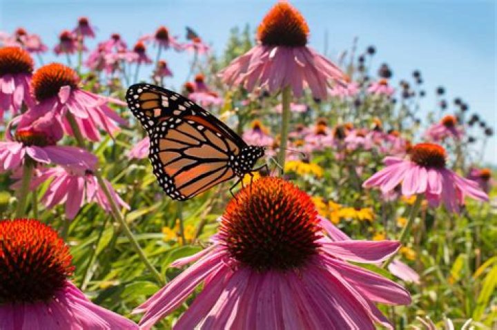 What plants do butterflies need to survive?