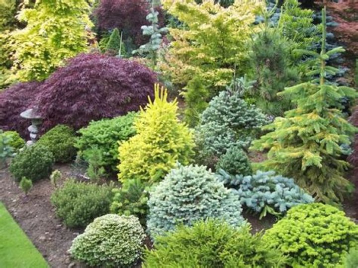 What plants grow well near conifers?