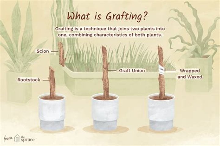 What plants is grafting used on?