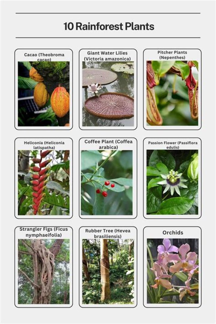 What plants live in the San Francisco Bay?