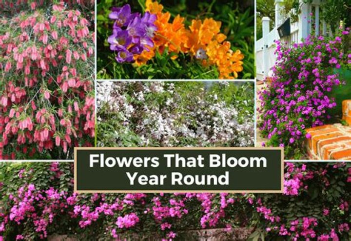 What plants look good all year round?