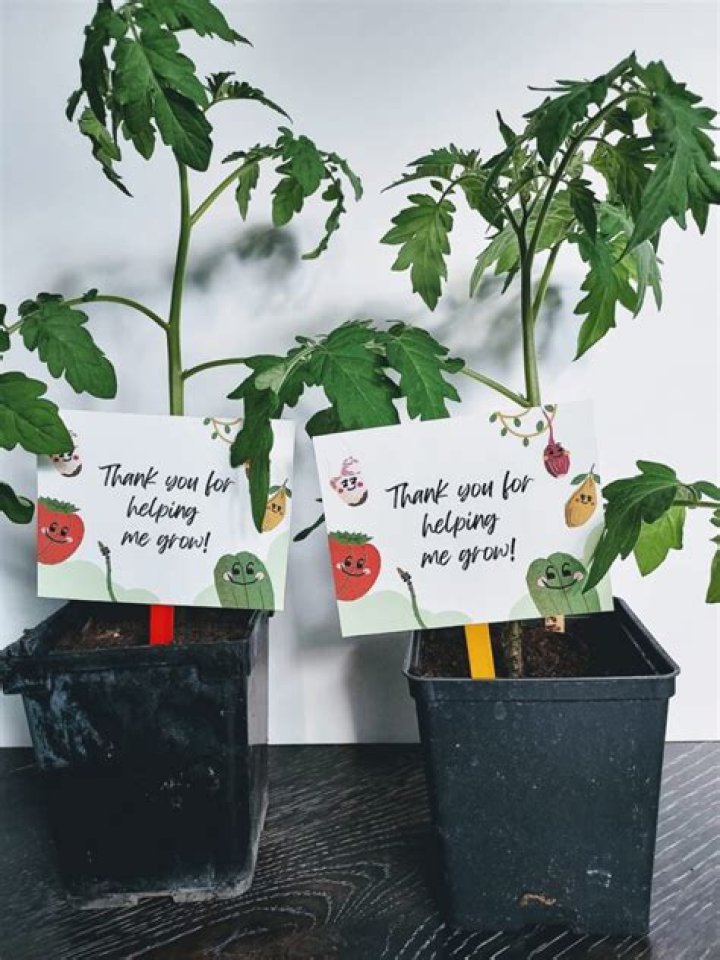 What plants mean thank you?