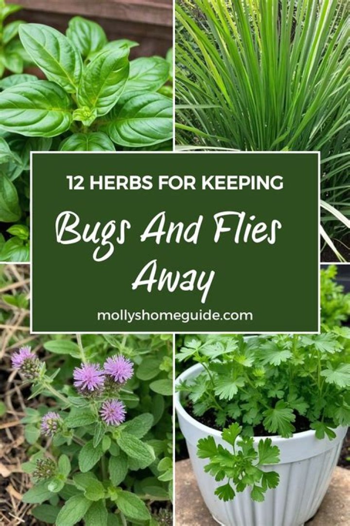 What product keeps bugs away?