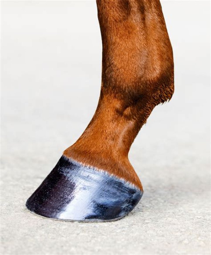 What products are made from horse hooves?