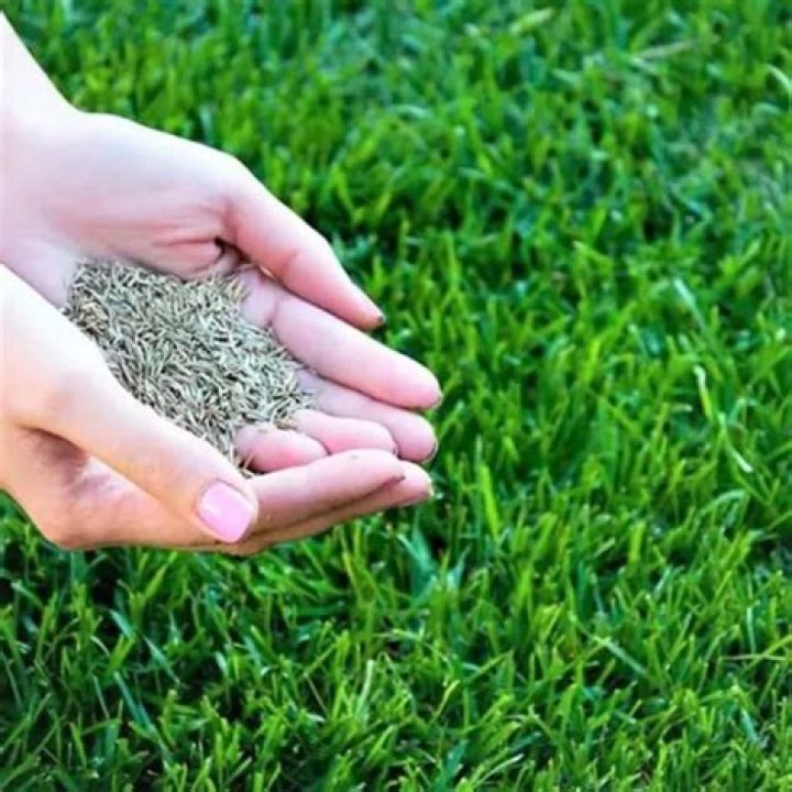 What seed is best for growing grass?