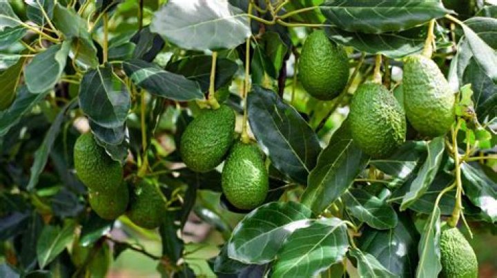 What should avocado leaves look like?