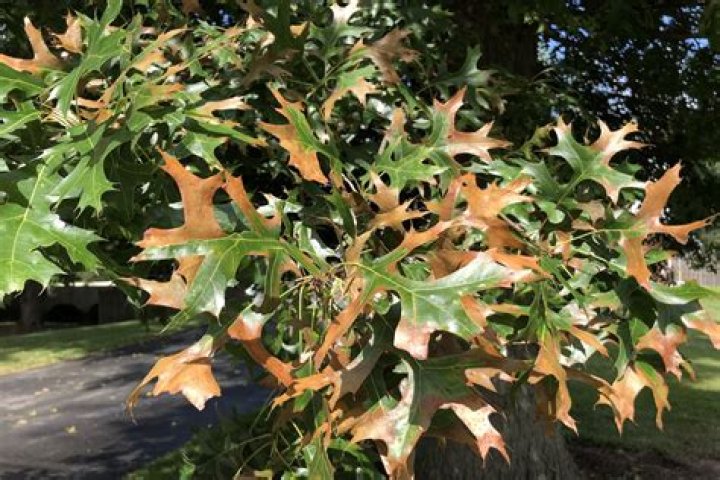 What should I do about my pin oak tree?