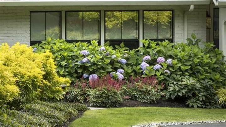What should I plant in front of house for privacy?