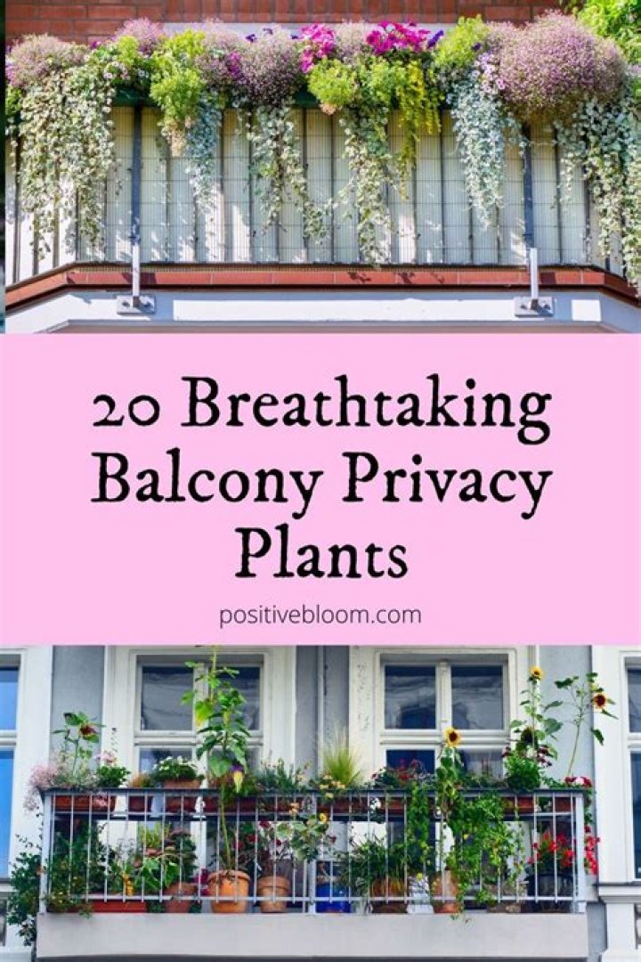 What should I plant on my balcony for privacy?