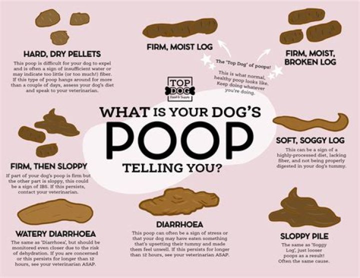 What should my backyard be like for my Dog?