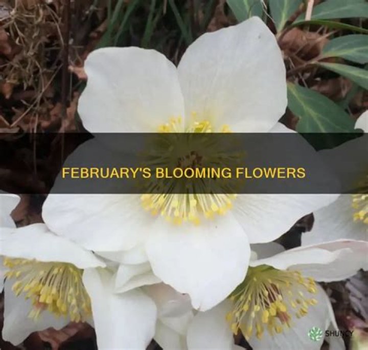 What shrubs bloom in February?