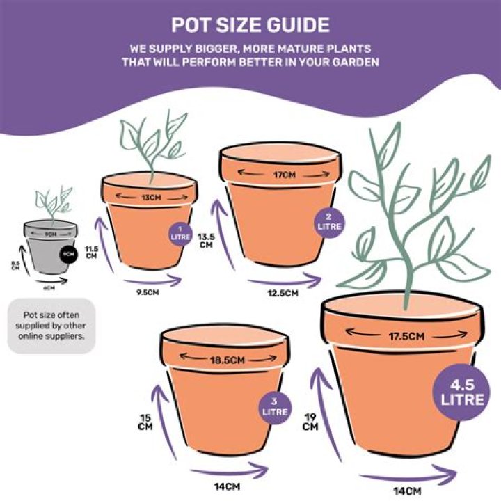 What size pot can you leave a lemon tree in?