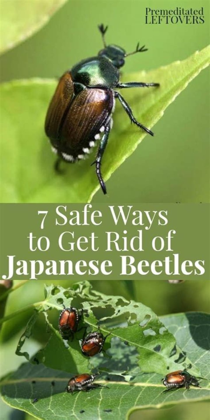 What smells repel Japanese beetles?