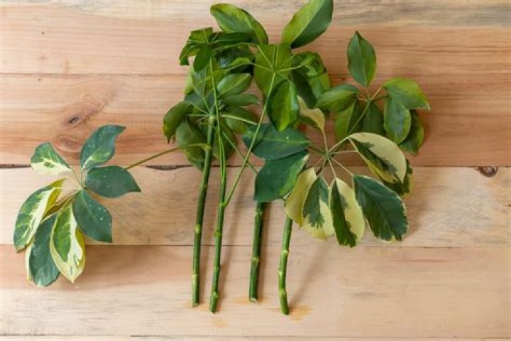 What soil is best for Schefflera?