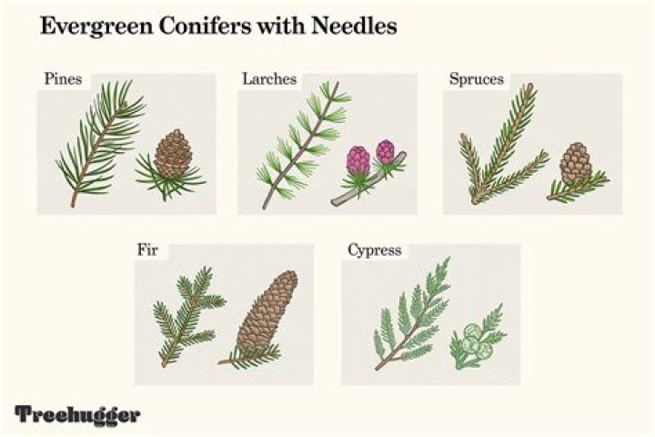 What spruce tree has soft needles?
