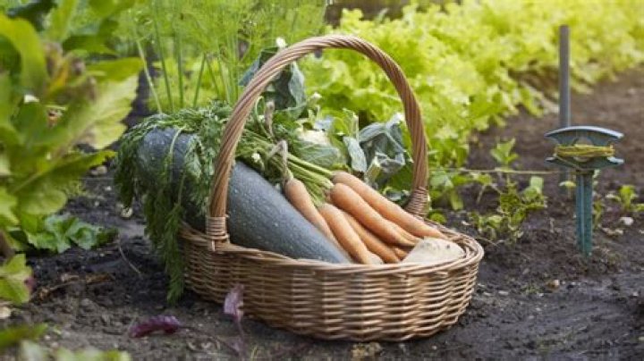 What supplies do you need for a vegetable garden?