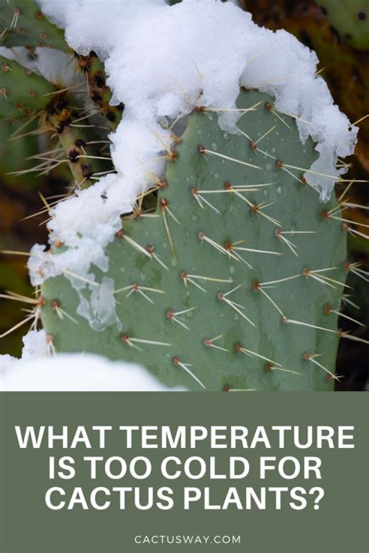 What temperature is too cold for cactus?