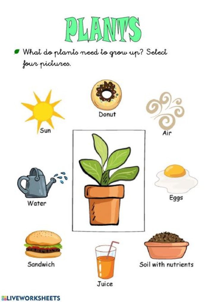 What things do plants compete for?