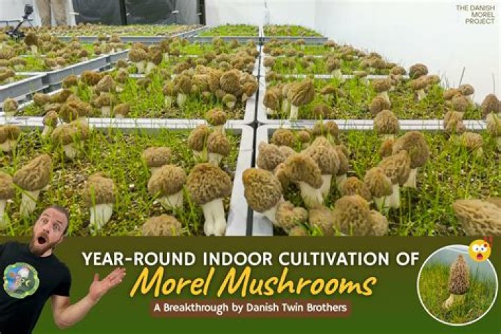 What time of the year do morel mushrooms come out?