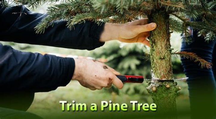 What time of the year do you trim pine trees?