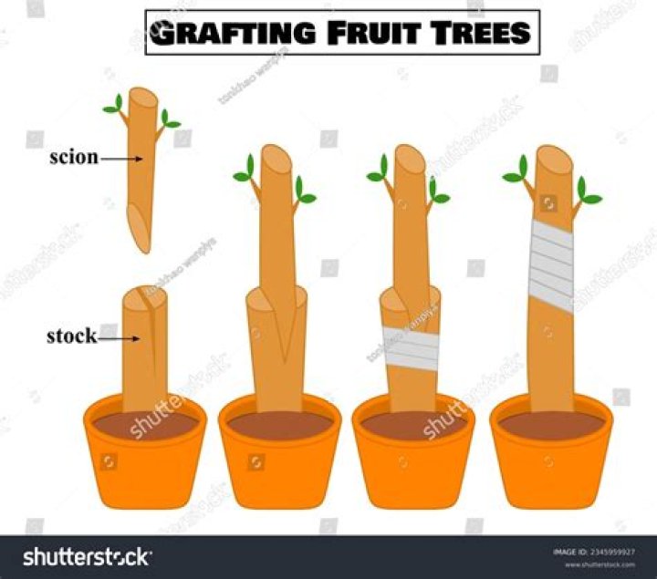 What time of year can you graft fruit trees?