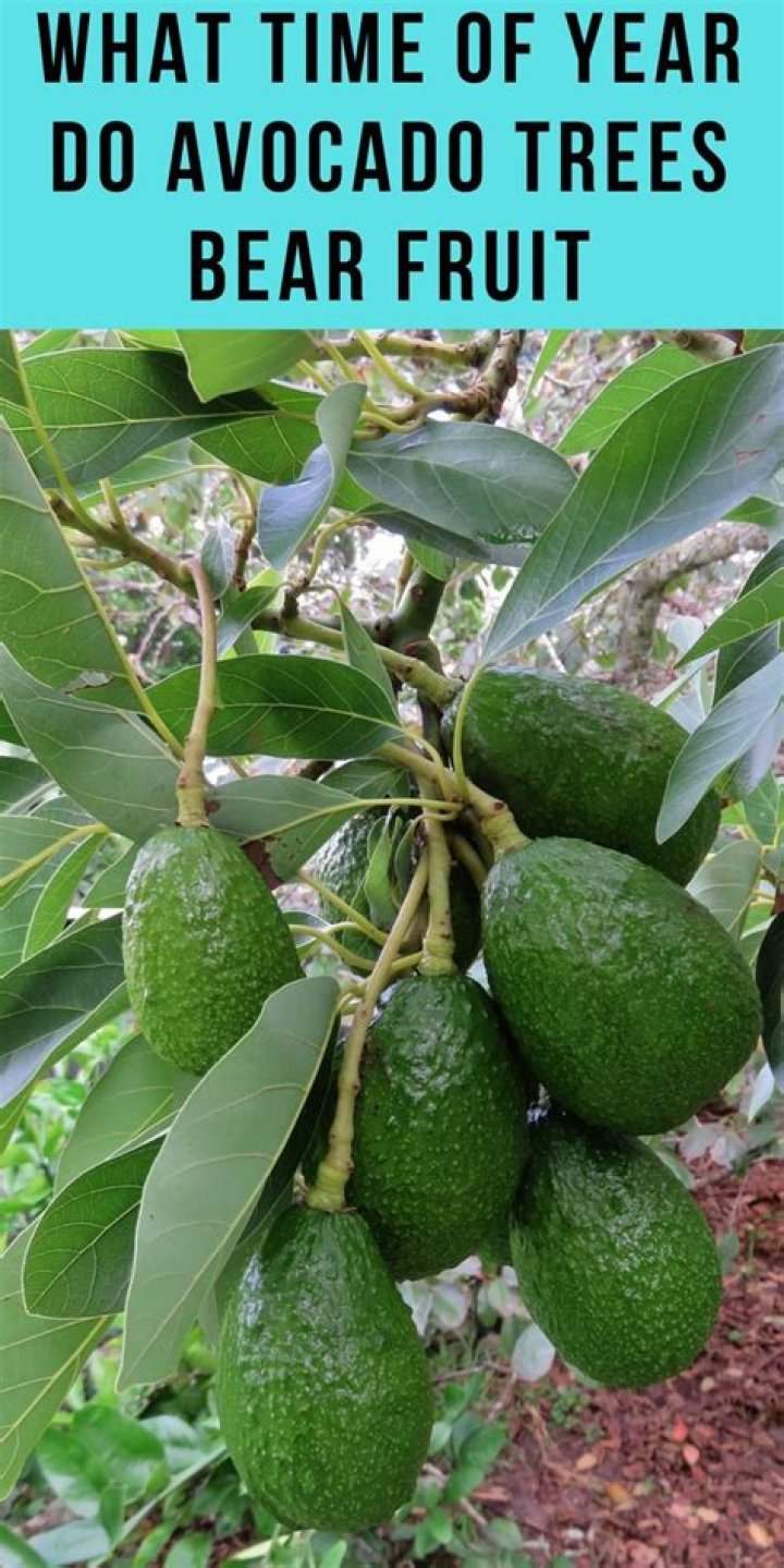 What time of year do avocado trees bear fruit?
