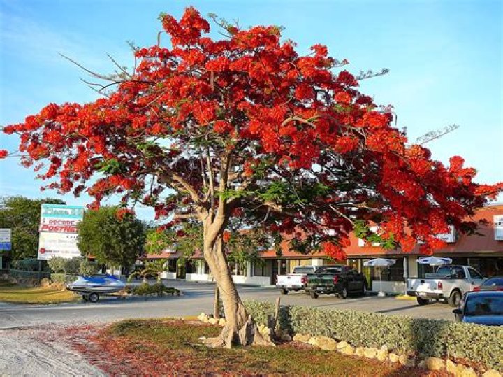 What time of year do flame trees flower?