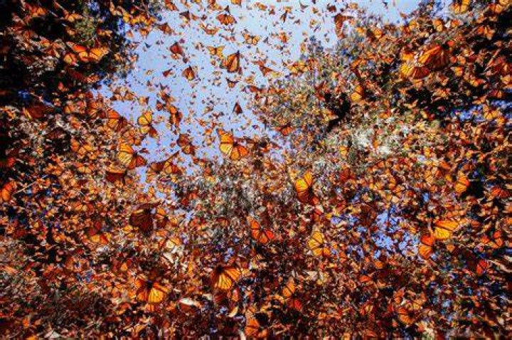 What time of year do monarch butterflies come out?