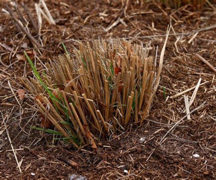 What time of year do you cut back monkey grass?