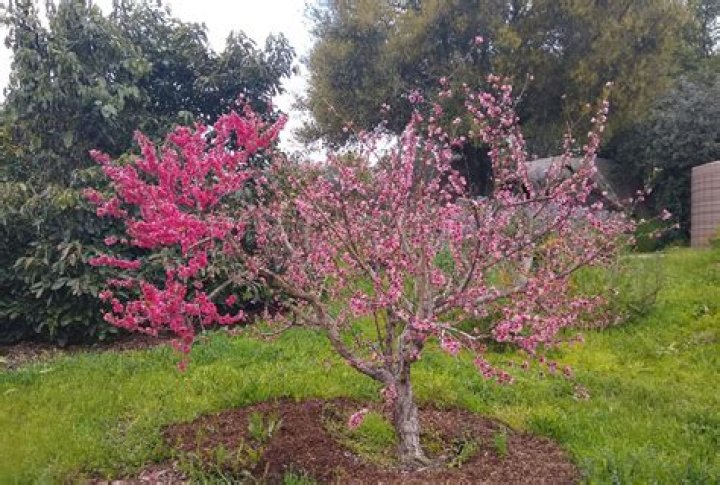 What time of year do you graft peach trees?
