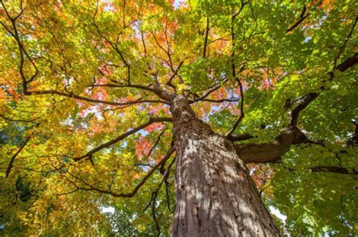 What time of year do you tap sugar maple trees?