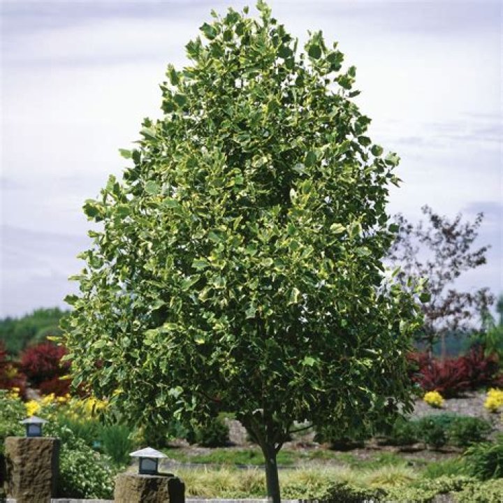 What time of year do you trim a tulip tree?